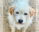Small #4 Mutt
