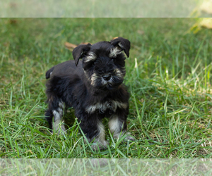 Schnauzer (Miniature) Puppy for sale in NAPPANEE, IN, USA