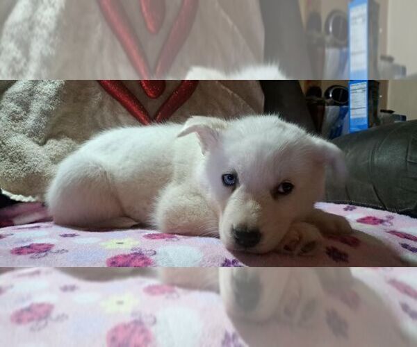 Medium Photo #6 Siberian Husky Puppy For Sale in PIKEVILLE, TN, USA