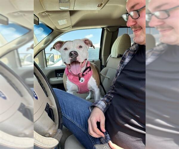 Medium Photo #1 American Staffordshire Terrier-Unknown Mix Puppy For Sale in San Antonio, TX, USA