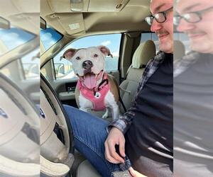 American Staffordshire Terrier-Unknown Mix Dogs for adoption in San Antonio, TX, USA