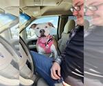Small American Staffordshire Terrier Mix