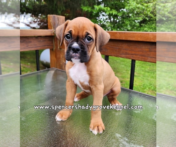 Medium Photo #2 Boxer Puppy For Sale in CABOOL, MO, USA