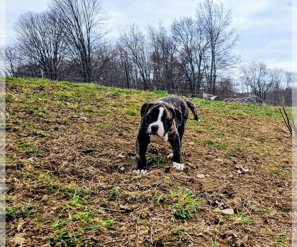 Medium Photo #6 Alapaha Blue Blood Bulldog Puppy For Sale in SHELOCTA, PA, USA