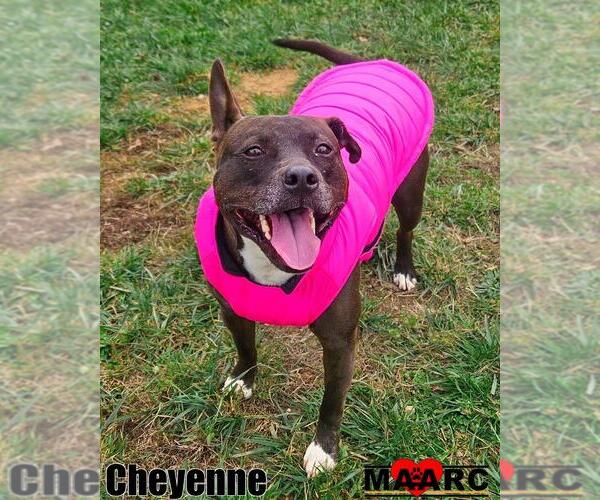 Medium Photo #9 Mutt Puppy For Sale in Maryville, TN, USA