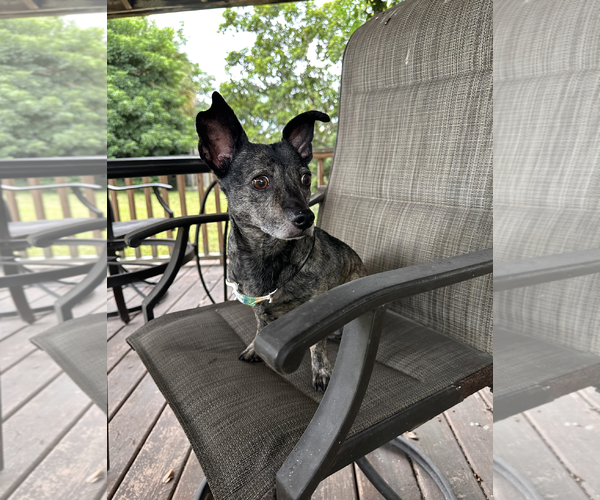 Medium Photo #3 Chiweenie Puppy For Sale in Weston, FL, USA