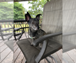 Small Photo #3 Chiweenie Puppy For Sale in Weston, FL, USA