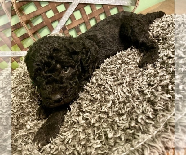 Medium Photo #15 Labradoodle-Poodle (Standard) Mix Puppy For Sale in MIDDLESEX, NC, USA