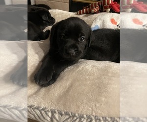 German Shorthaired Pointer-Unknown Mix Puppy for sale in FALLBROOK, CA, USA