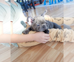 Small Photo #2 French Bulldog Puppy For Sale in MARYSVILLE, WA, USA
