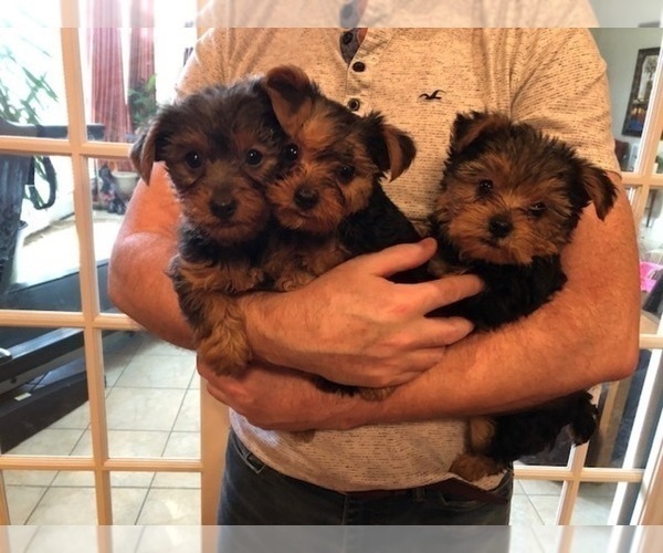 Medium Photo #3 Yorkshire Terrier Puppy For Sale in ATHENS, AL, USA