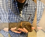 Small Photo #1 Labrador Retriever Puppy For Sale in PARK CITY, UT, USA