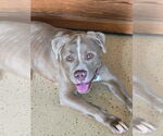 Small #1 American Pit Bull Terrier-Australian Shepherd Mix