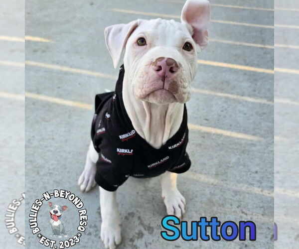Medium Photo #15 Staffordshire Bull Terrier-Unknown Mix Puppy For Sale in Omaha, NE, USA