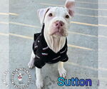 Small #14 Staffordshire Bull Terrier Mix