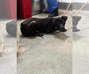 Labrador Retriever Dogs for adoption in Forestville, MD, USA