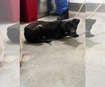 Small Labrador Retriever