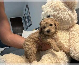 Poodle (Toy) Puppy for sale in BERGENFIELD, NJ, USA