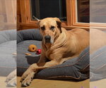 Small Photo #11 Great Dane Puppy For Sale in Westminster, MD, USA