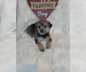YorkiePoo Puppy for sale in INDIANAPOLIS, IN, USA