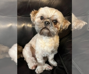 Father of the Shih Tzu puppies born on 06/15/2025