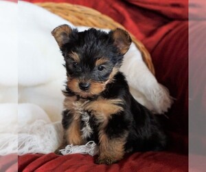 Yorkshire Terrier Puppy for sale in FREDERICKSBG, OH, USA