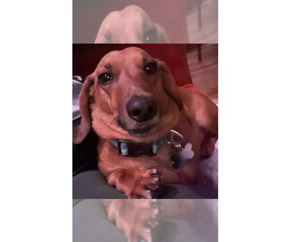 Medium Photo #1 Dachshund Puppy For Sale in Fruitland, SC, USA