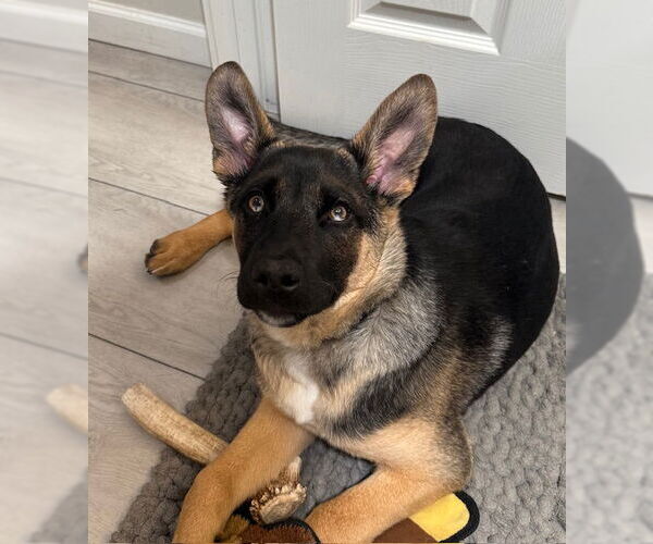 Medium Photo #2 Mutt Puppy For Sale in Bellevue, WA, USA