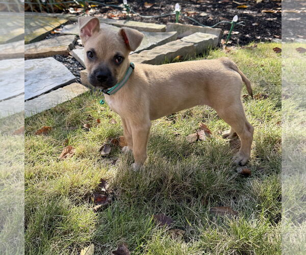 Medium Photo #2 Pug-Unknown Mix Puppy For Sale in The Woodlands, TX, USA