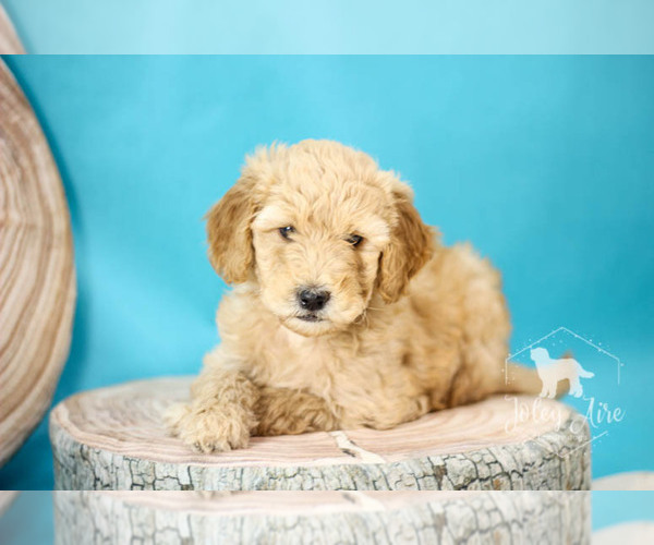 Medium Photo #1 Goldendoodle Puppy For Sale in CARLOCK, IL, USA