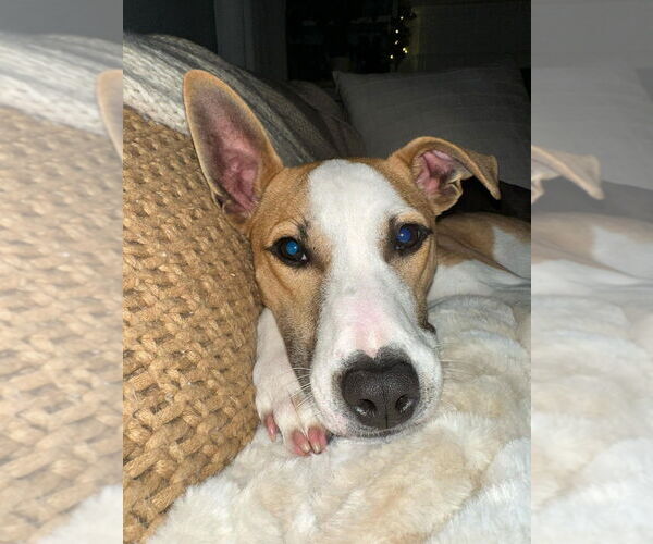 Medium Photo #14 American Pit Bull Terrier-Unknown Mix Puppy For Sale in New York, NY, USA