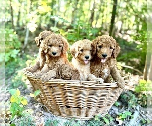 Poodle (Standard) Litter for sale in CLEVELAND, TN, USA
