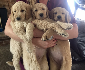 Goldendoodle Puppy for sale in PUEBLO, CO, USA