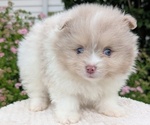 Small Photo #17 Pomeranian Puppy For Sale in GOSHEN, IN, USA