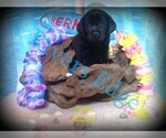 Small Photo #2 Labrador Retriever Puppy For Sale in BUMPASS, VA, USA