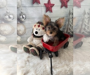 Yorkshire Terrier Puppy for sale in WILLISTON, SC, USA