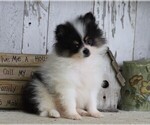 Small Photo #10 Pomeranian Puppy For Sale in FREDERICKSBG, OH, USA