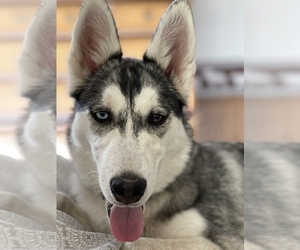Siberian Husky-Wolf Hybrid Mix Puppy for sale in ANTONITO, CO, USA