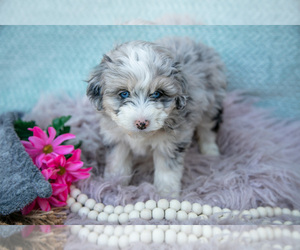 Medium Aussiedoodle Miniature 