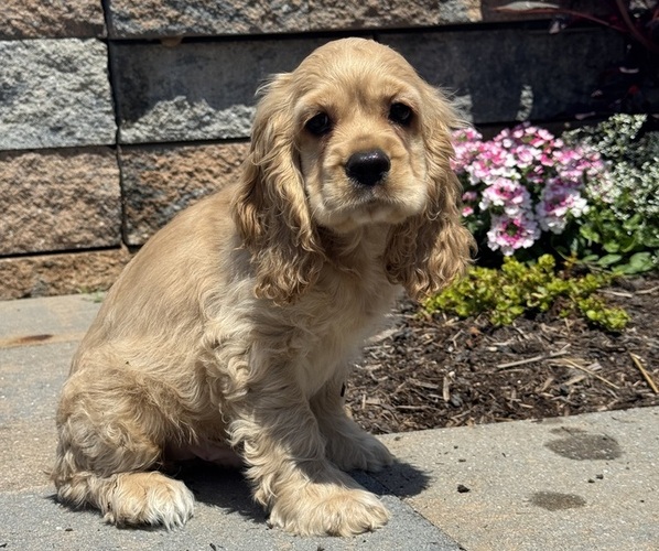Medium Photo #2 Cocker Spaniel Puppy For Sale in CANOGA, NY, USA