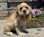 Small #1 Cocker Spaniel