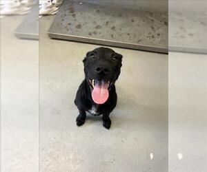 Labrador Retriever-Unknown Mix Dogs for adoption in Corpus Christi, TX, USA