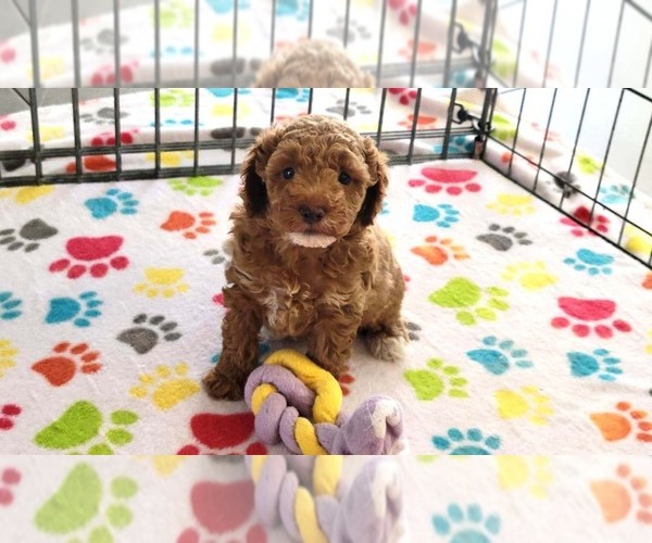 Medium Photo #4 Cock-A-Poo-Poodle (Miniature) Mix Puppy For Sale in ORO VALLEY, AZ, USA
