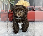 Small Photo #1 Havanese Puppy For Sale in CANOGA, NY, USA
