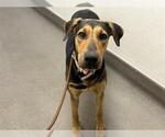 Small Doberman Pinscher Mix