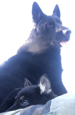 Father of the German Shepherd Dog puppies born on 01/09/2019