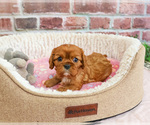 Small #9 Cavalier King Charles Spaniel