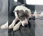 Small #2 American Pit Bull Terrier Mix