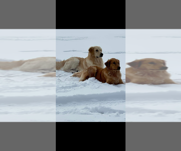 Medium Photo #1 Golden Retriever Puppy For Sale in ROSEBORO, NC, USA