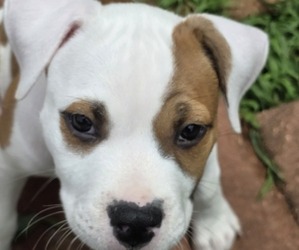 American Bully Litter for sale in ACWORTH, GA, USA